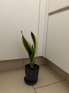 （分類：）位於 。 由 cherrie918 提交（商品編號 1333768021，圖片 1）。簡介： 。