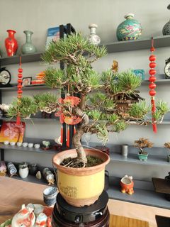 (Category: ) located in . Submitted by hongmeiliu06 (Listing ID 1333736048, Image 1). Description: .