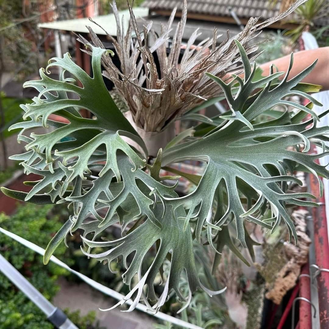 P. veitchii wild Australia ビカクシダ 大きめ 購入 P.veitchii wild