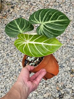 (Category: ) located in . Submitted by botak_garden (Listing ID 1333678834, Image 1). Description: .