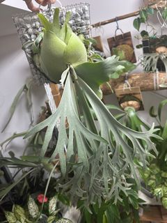 （分類：）位於 。 由 dww111 提交（商品編號 1299030243，圖片 1）。簡介： 。