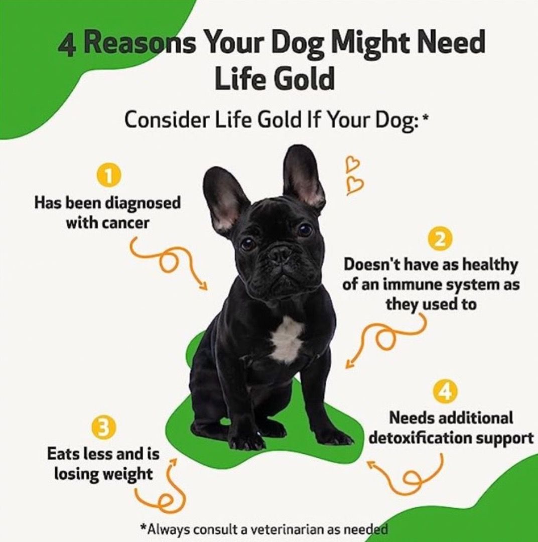 Pet Wellbeing Life Gold All-Natural Cancer Support for Dogs and Cats ...