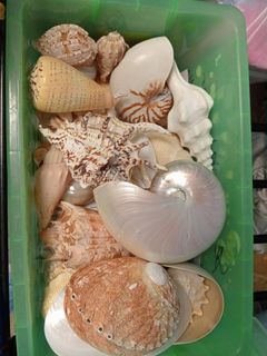(Category: ) located in . Submitted by act444 (Listing ID 1329394809, Image 1). Description: .