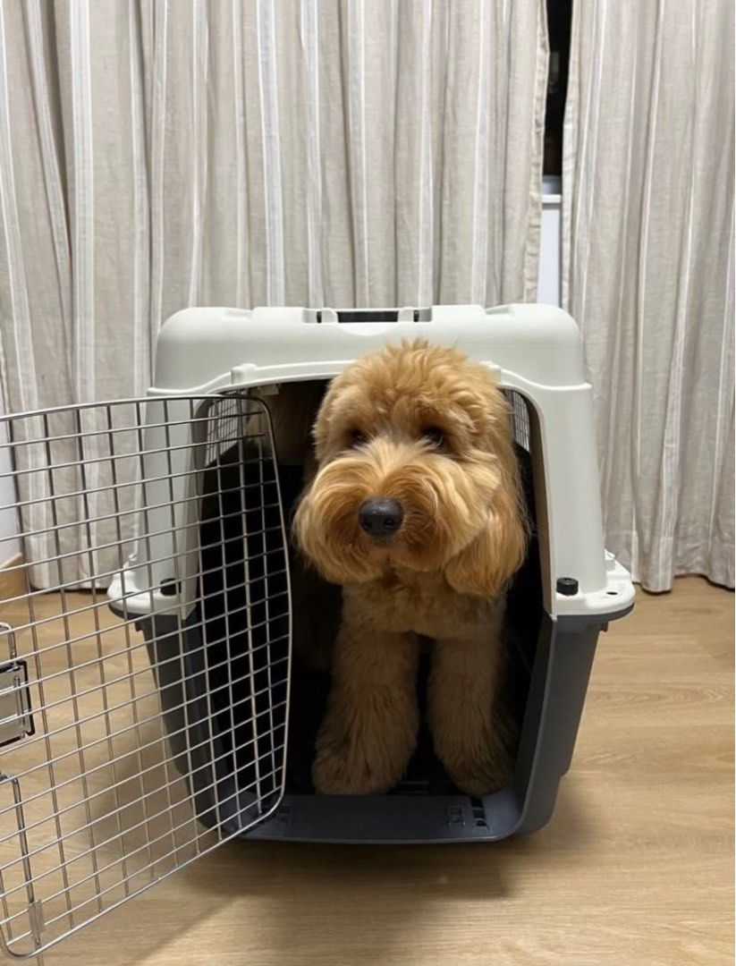 XL Travel Dog Crate airline approved, 寵物用品, 寵物家品及其他 Carousell