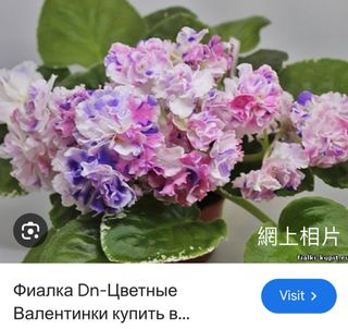 （分類：）位於 。 由 sellring 提交（商品編號 1329588322，圖片 1）。簡介： 。