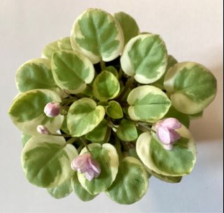 （分類：）位於 。 由 sellring 提交（商品編號 1321396904，圖片 1）。簡介： 。