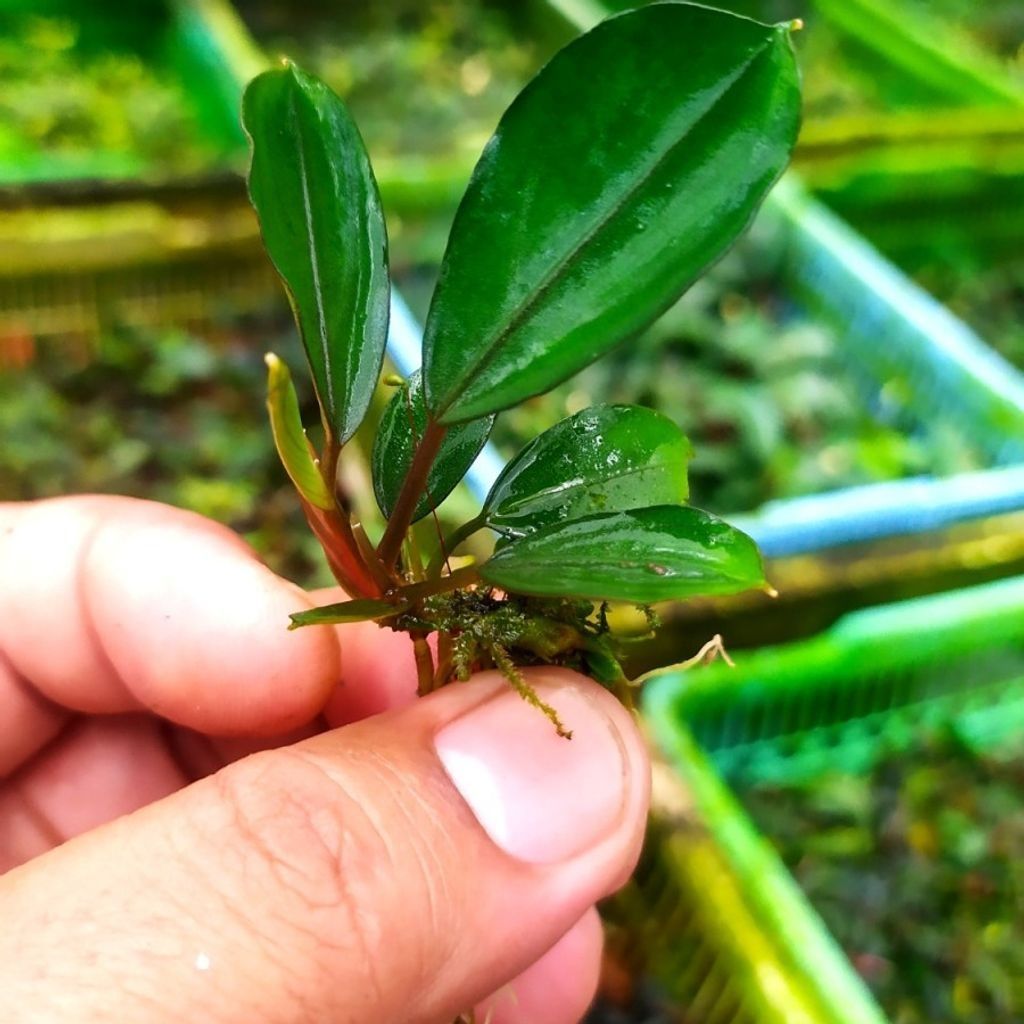 Bucephalandra sp.Pearl gray TB Bucephalandra sp.Pearl gray【TB