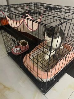 (Category: ) located in . Submitted by pawlobby (Listing ID 1329571287, Image 1). Description: .