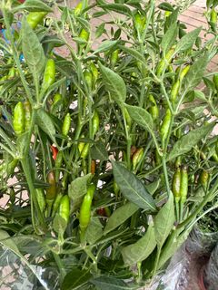 (Category: ) located in . Submitted by gardenfunfarm (Listing ID 1329543440, Image 1). Description: .