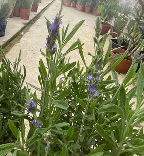 (Category: ) located in . Submitted by gardenfunfarm (Listing ID 1329583735, Image 1). Description: .