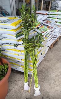 (Category: ) located in . Submitted by gardenfunfarm (Listing ID 1316626968, Image 1). Description: .