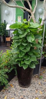 (Category: ) located in . Submitted by gardenfunfarm (Listing ID 1329535265, Image 1). Description: .