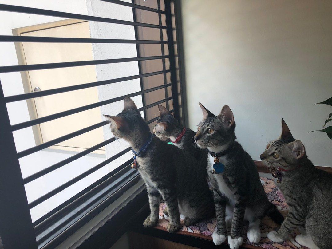🐱🐶 ALUMINIUM PET-PROOF GRILLES / GATES / DOORS|Pet-proof your WINDOWS / DOORS / GATES / 1.5” Gaps / Pet Safety & Security / Customisable Gates & Doors / Lami-Glass Extra Security62863075461378111