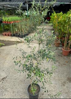 (Category: ) located in . Submitted by gardenfunfarm (Listing ID 1329679633, Image 1). Description: .