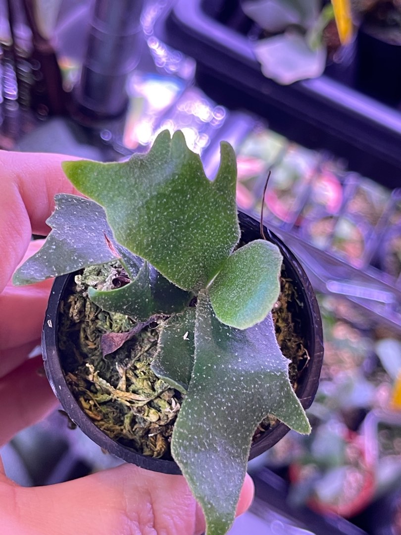 P.willinckii Jade Girl spore24