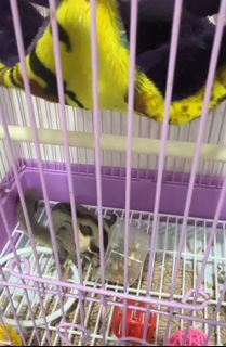 (Category: ) located in . Submitted by farraloq (Listing ID 1329761858, Image 1). Description: .