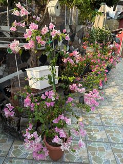 （分類：）位於 。 由 erica414 提交（商品編號 1329867289，圖片 1）。簡介： 。
