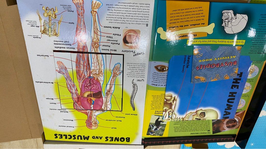 Big block body atlas, Hobbies & Toys, Toys & Games on Carousell