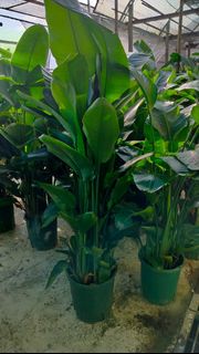 (Category: ) located in . Submitted by gardenfunfarm (Listing ID 1329859874, Image 1). Description: .