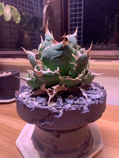 （分類：）位於 。 由 ABC666 提交（商品編號 1333981795，圖片 1）。簡介： 。
