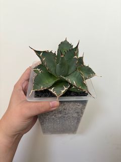 （分類：）位於 。 由 just.some.stuffs 提交（商品編號 1327932863，圖片 1）。簡介： 。