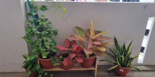 (Category: ) located in . Submitted by adfred883 (Listing ID 1333901347, Image 1). Description: .
