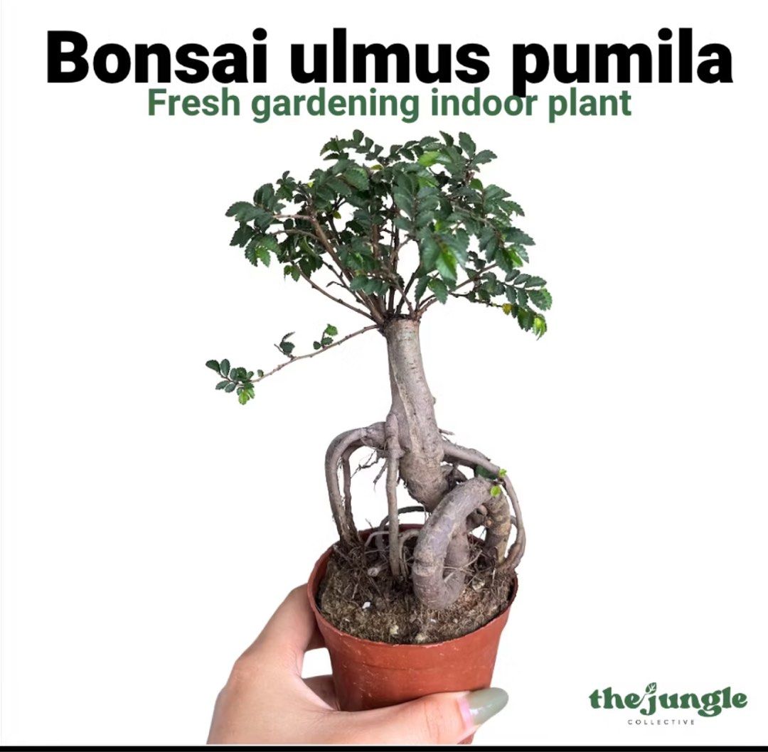 Japanese Shimpaku Bonsai Local sellerBonsai ulmus pumila- Fresh  gardening indoor plant/bonsai, Furniture & Home Living, Gardening, Plants &  Seeds on Carousell