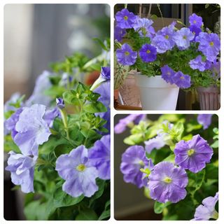 （分類：）位於 。 由 sharonlaulsl 提交（商品編號 1335563234，圖片 1）。簡介： 。