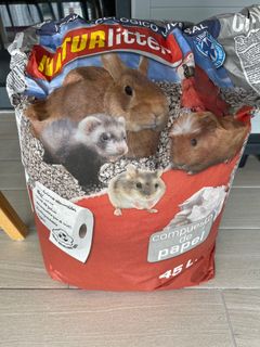 (Category: ) located in . Submitted by bananally (Listing ID 1335433813, Image 1). Description: .