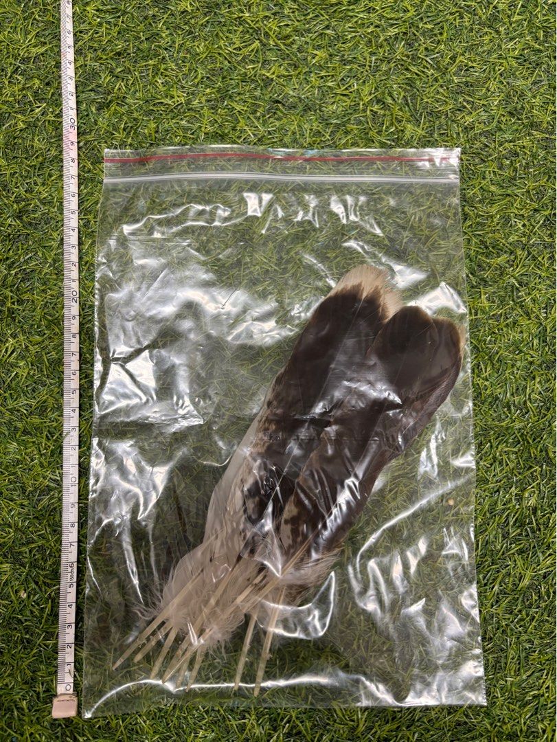 哈里斯鷹羽毛20-24公分, 書籍、休閒與玩具, 收藏、紀念品, 其他古董在旋轉拍賣