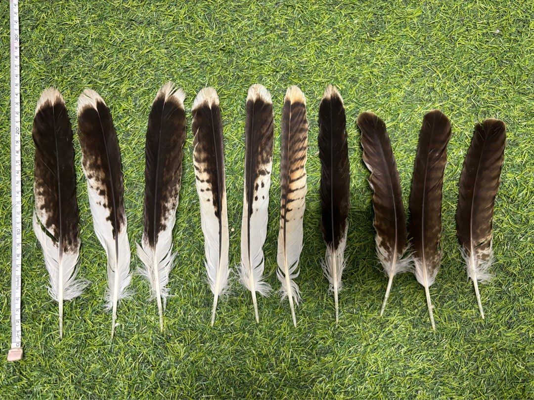 哈里斯鷹羽毛20-24公分, 書籍、休閒與玩具, 收藏、紀念品, 其他古董在旋轉拍賣