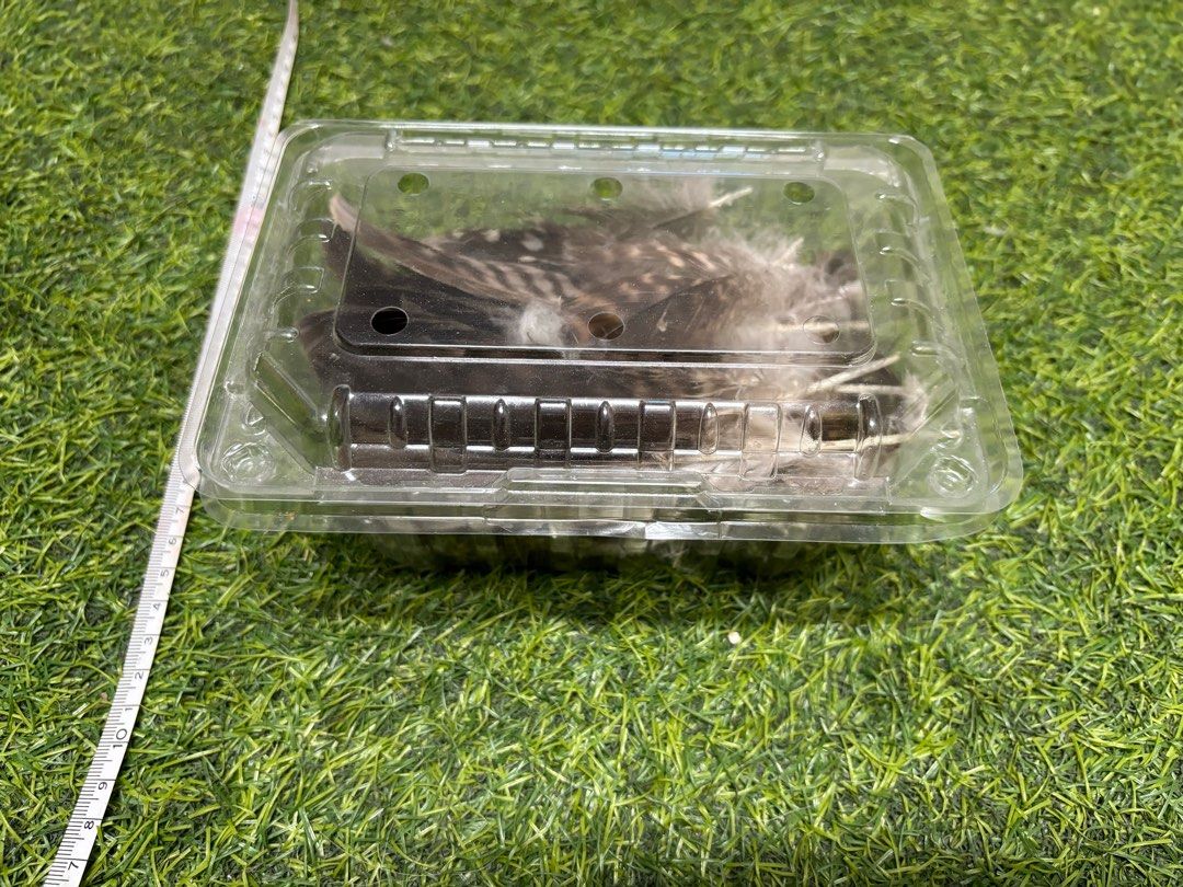 哈里斯鷹羽毛組合, 書籍、休閒與玩具, 收藏、紀念品, 其他古董在旋轉拍賣