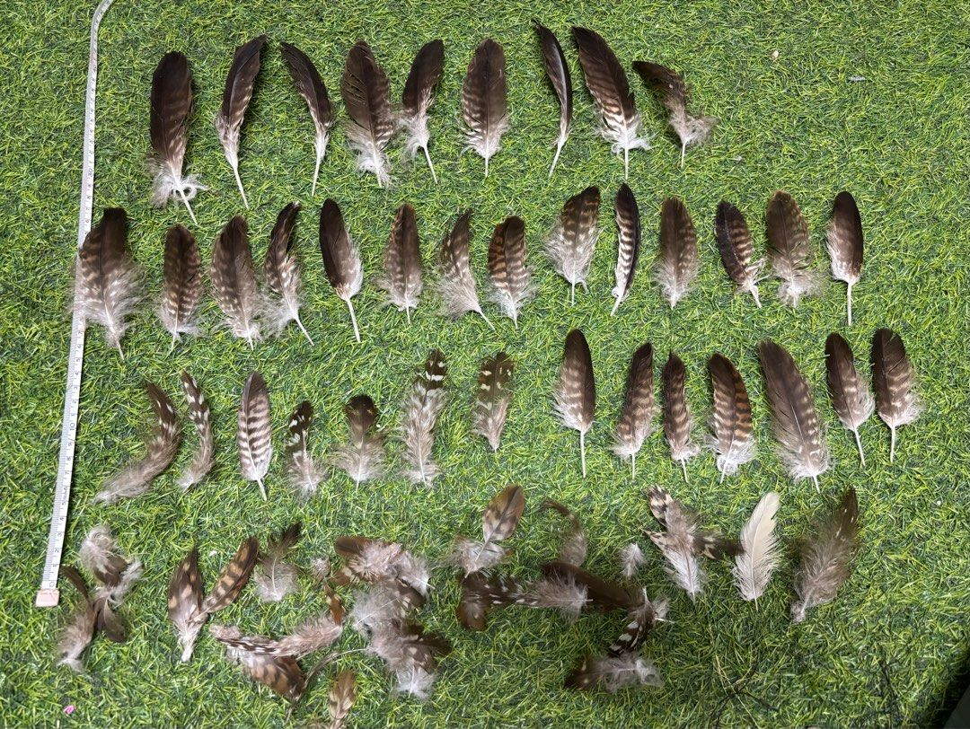 哈里斯鷹羽毛組合, 書籍、休閒與玩具, 收藏、紀念品, 其他古董在旋轉拍賣