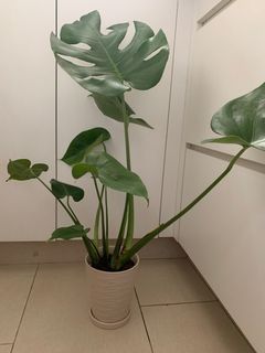（分類：）位於 。 由 cherrie918 提交（商品編號 1335895809，圖片 1）。簡介： 。
