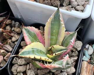 （分類：）位於 。 由 newtree.6ff322 提交（商品編號 1335897190，圖片 1）。簡介： 。