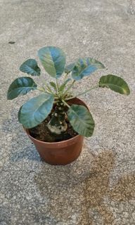 (Category: ) located in . Submitted by urban.cultivar (Listing ID 1336091023, Image 1). Description: .