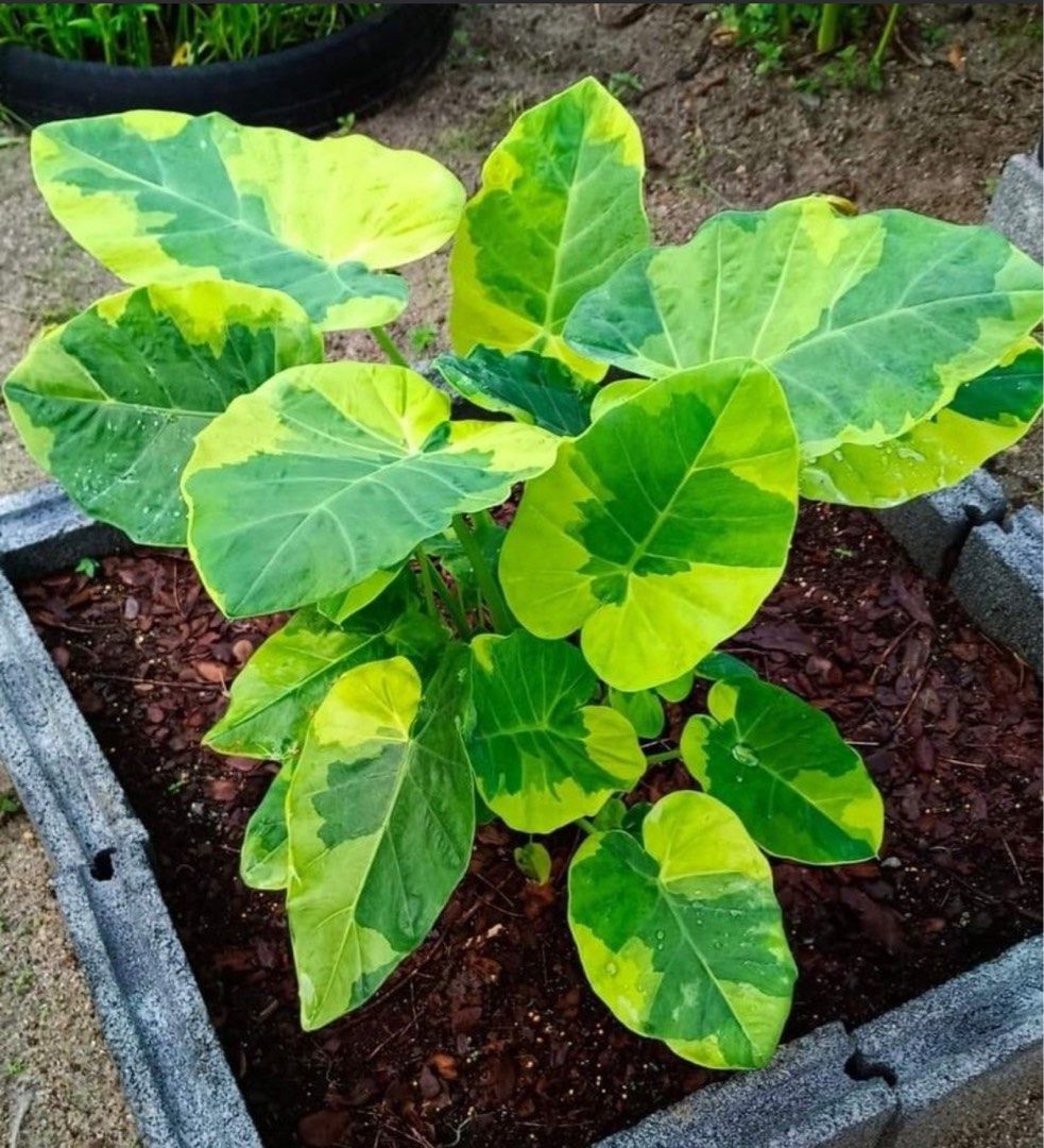 Leucocasia Gigantea Aurea  , Furniture & Home Living, Gardening,  Plants & Seeds on Carousell