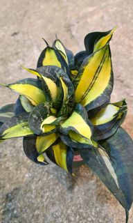 (Category: ) located in . Submitted by urban.cultivar (Listing ID 1336090468, Image 1). Description: .