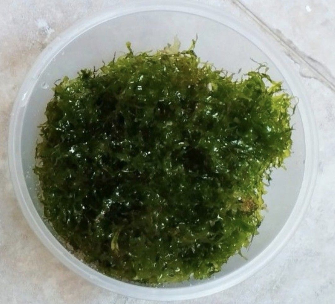 Subwassertang moss (Category: Artificial Plants & Flowers) located in Singapore. Submitted by captainvirgil (Listing ID 1336091513, Image 1). Description: .