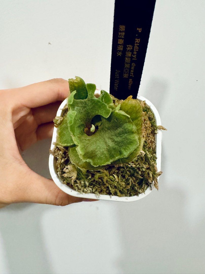 P.ridleyi dwarf silver 侏儒銀葉亞猴 （侏儒銀葉亞猴）