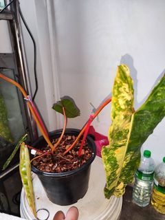 (Category: ) located in . Submitted by jit0025 (Listing ID 1336291228, Image 1). Description: .