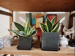 （分類：）位於 。 由 florenceangel 提交（商品編號 1336168504，圖片 1）。簡介： 。