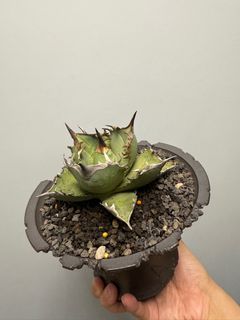 （分類：）位於 。 由 elviiss 提交（商品編號 1336300677，圖片 1）。簡介： 。