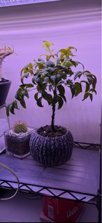 （分類：）位於 。 由 ckschang 提交（商品編號 1336458674，圖片 1）。簡介： 。