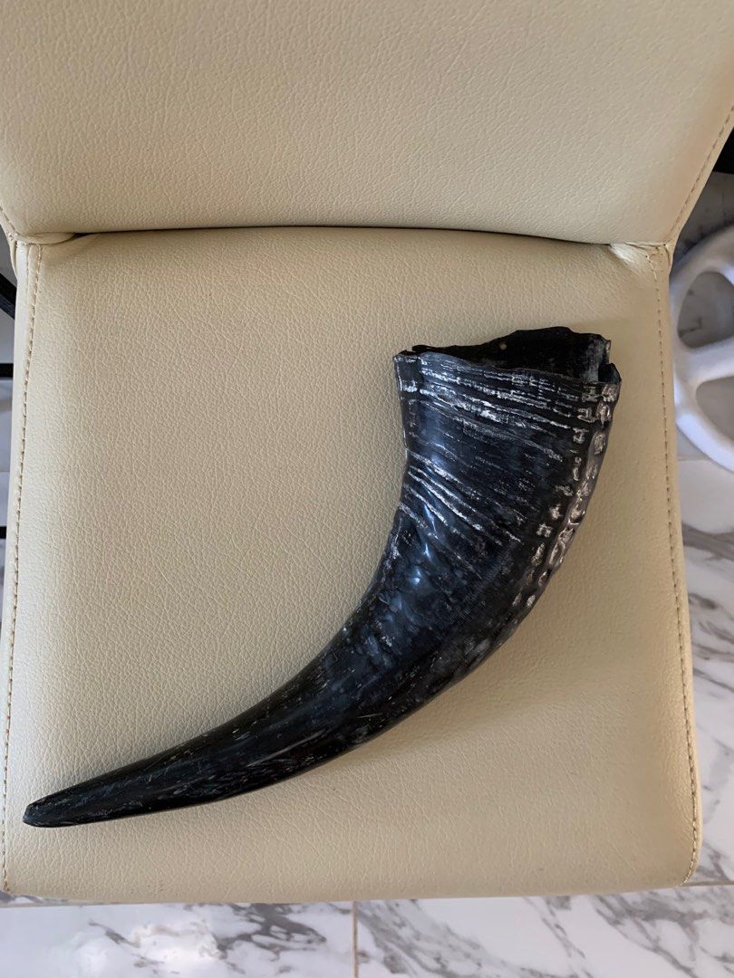 Decorative Horn (Category: Vintage Collectibles) located in Mandaue City. Submitted by james52 (Listing ID 1336385605, Image 1). Description: Please text me at 0932-416-1233 if interested.
