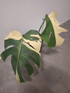 (Category: ) located in . Submitted by gtmart (Listing ID 1336461031, Image 1). Description: .