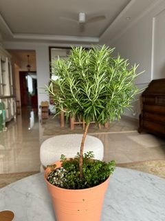 (Category: ) located in . Submitted by themediterraneangarden (Listing ID 1336415062, Image 1). Description: .