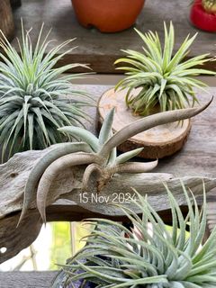 (Category: ) located in . Submitted by my_plant_table (Listing ID 1316973368, Image 1). Description: .
