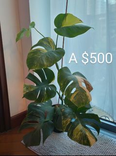 （分類：）位於 。 由 hea.plants 提交（商品編號 1331789985，圖片 1）。簡介： 。