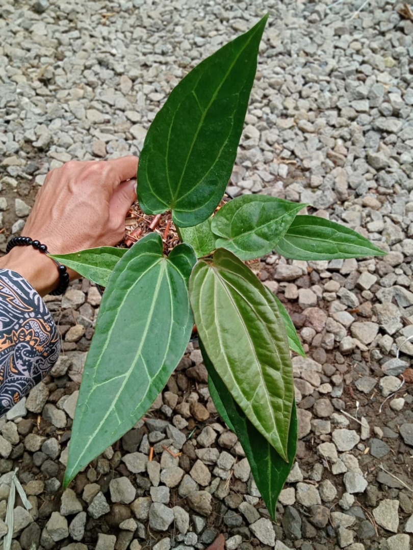 Anthurium Papi x Waroc, Furniture & Home Living, Gardening, Plants ...
